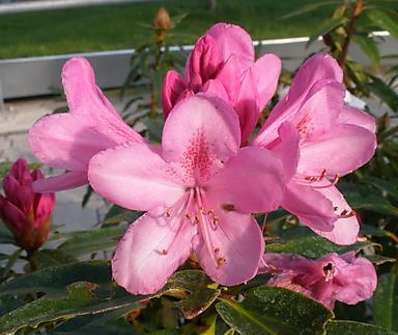 Rhododendron 'Graziella'