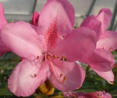 Rhododendron 'Graziella'