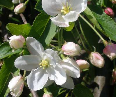 Malus rostlina