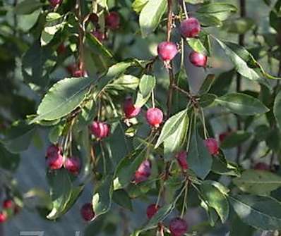 jabloň - Malus 'Fontana'