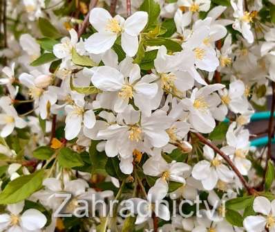 jabloň - Malus 'Fontana'