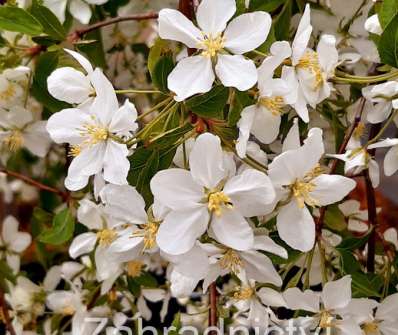 jabloň - Malus 'Fontana'