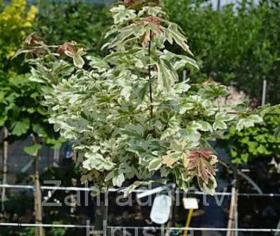 javor - Acer campestre 'Carnival' KM