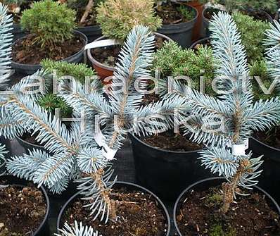 smrk - Picea pungens 'Hoopsii '