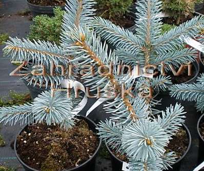 smrk - Picea pungens 'Hoopsii '