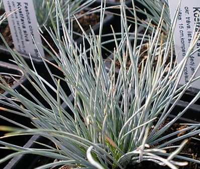 kostřava - Festuca glauca 'Bofinger'