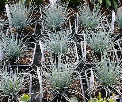 kostřava - Festuca glauca 'Bofinger'