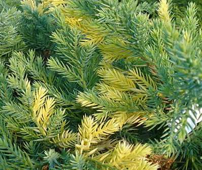 jalovec - Juniperus chinensis 'Expansa Aureospica'