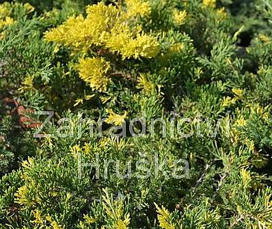 jalovec - Juniperus chinensis 'Expansa Aureospica'