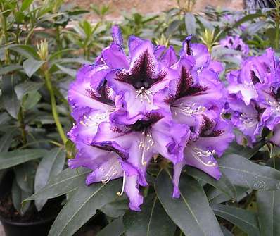 Rhododendron 'Blue Peter'