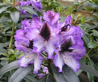 Rhododendron 'Blue Peter'