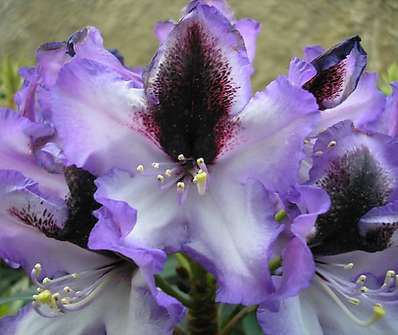 Rhododendron 'Blue Peter'