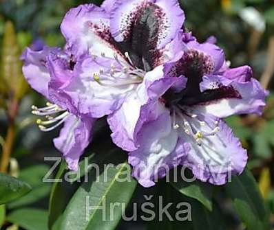 Rhododendron 'Blue Peter'