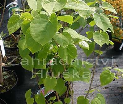 zmarlika - Cercis chinensis.