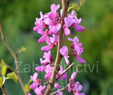 zmarlika - Cercis chinensis.