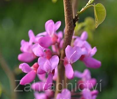 zmarlika - Cercis chinensis.