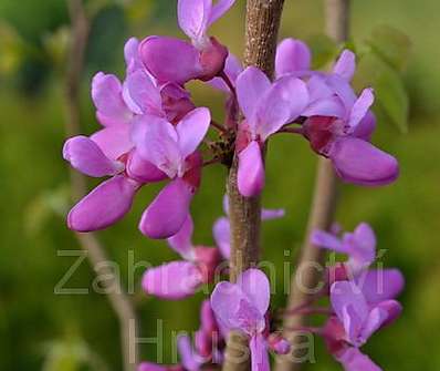 zmarlika - Cercis chinensis.