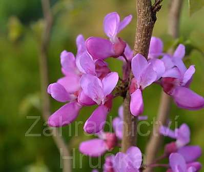 zmarlika - Cercis chinensis.