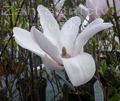 šácholan - Magnolia 'George Henry Kern'