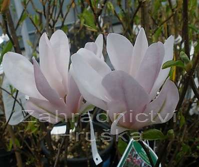 šácholan - Magnolia 'George Henry Kern'