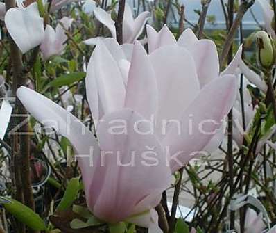 šácholan - Magnolia 'George Henry Kern'