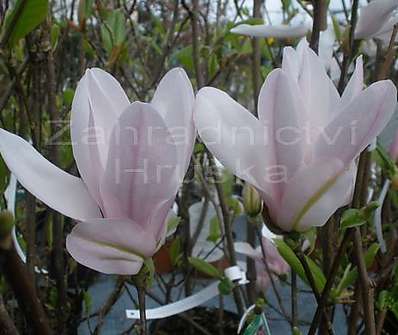 šácholan - Magnolia 'George Henry Kern'