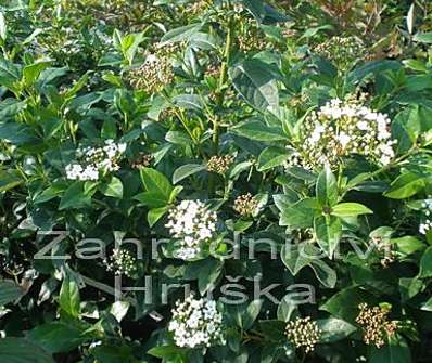 kalina - Viburnum tinus