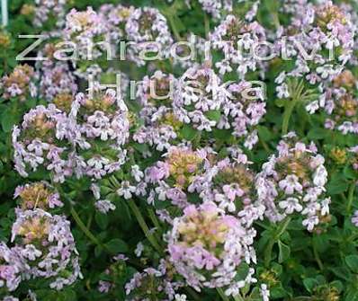 Thymus citriodorus Done Valley