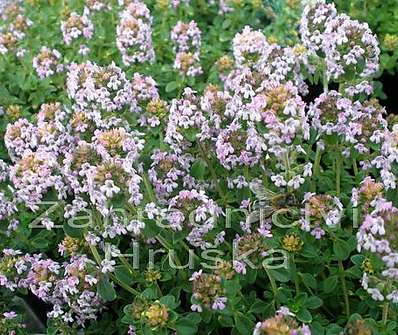 Thymus citriodorus Done Valley