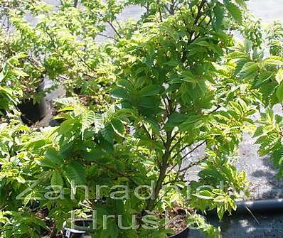 jilm - Ulmus elegantisima 'Jacqueline Hiller'