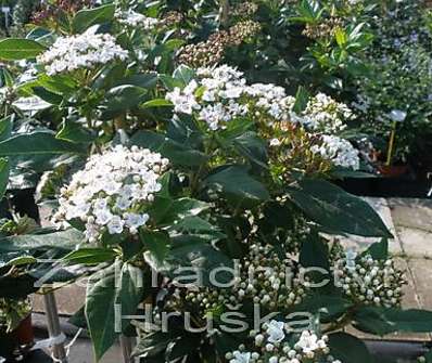 kalina - Viburnum tinus.