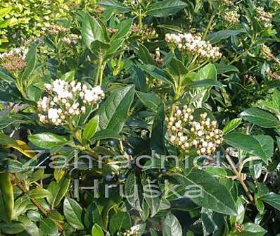 kalina - Viburnum tinus.