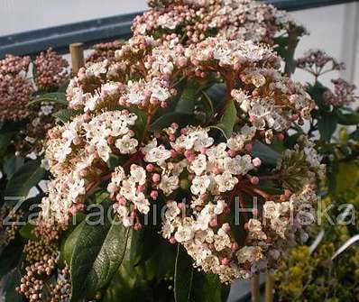 kalina - Viburnum tinus.