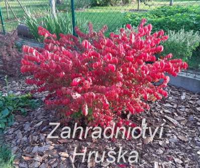 brslen - Euonymus alatus 'Compactus'