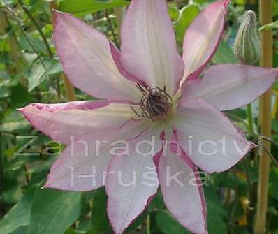 plamének - Clematis 'Omoshiro'