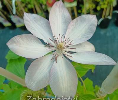 plamének - Clematis 'Omoshiro'