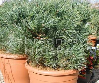 borovice - Pinus strobus 'Bergman's Mini'
