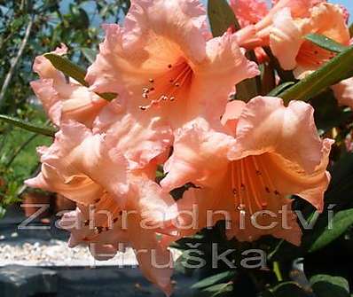 Rhododendron 'Tortoise Shell Orange'