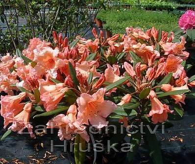 Rhododendron 'Tortoise Shell Orange'