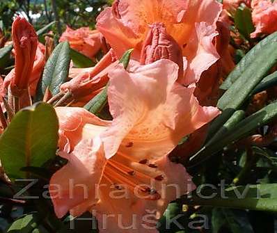 Rhododendron 'Tortoise Shell Orange'