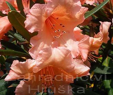 Rhododendron 'Tortoise Shell Orange'