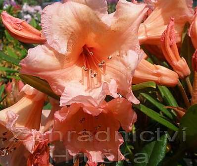 Rhododendron 'Tortoise Shell Orange'