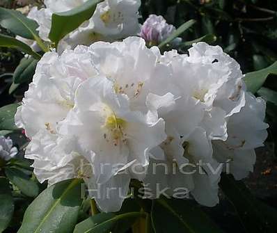 Rhododendron 'Eskimo'