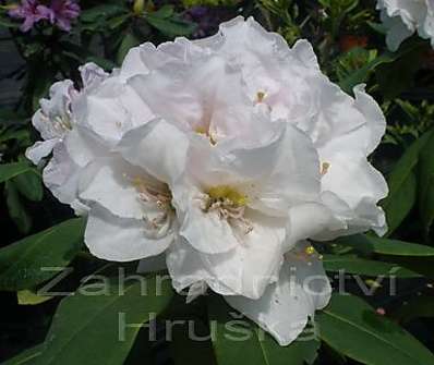 Rhododendron 'Eskimo'