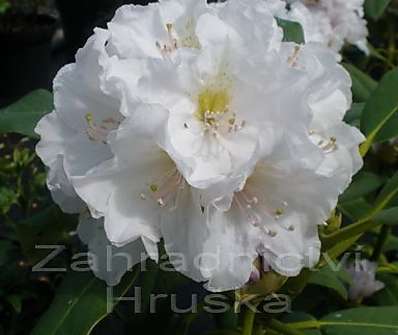 Rhododendron 'Eskimo'