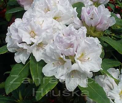 Rhododendron 'Eskimo'