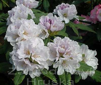 Rhododendron 'Eskimo'