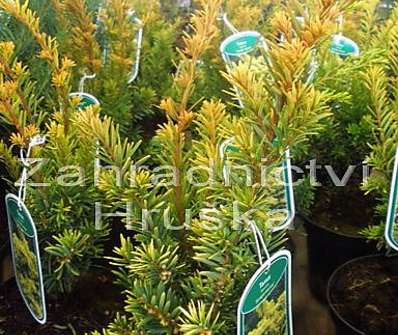 tis - Taxus baccata 'Semperaurea'