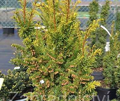 tis - Taxus baccata 'Semperaurea'