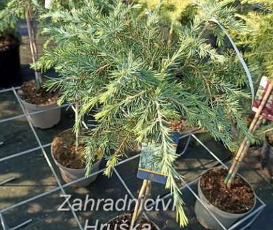 cedr - Cedrus deodara 'Feelin Blue'